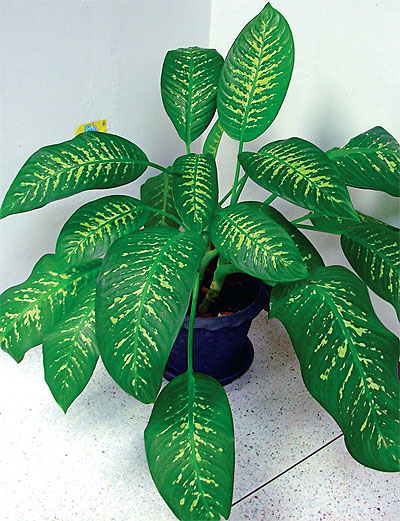 Dumb Cane